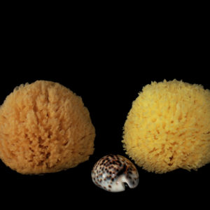 Rosenfeld natural sea sponge