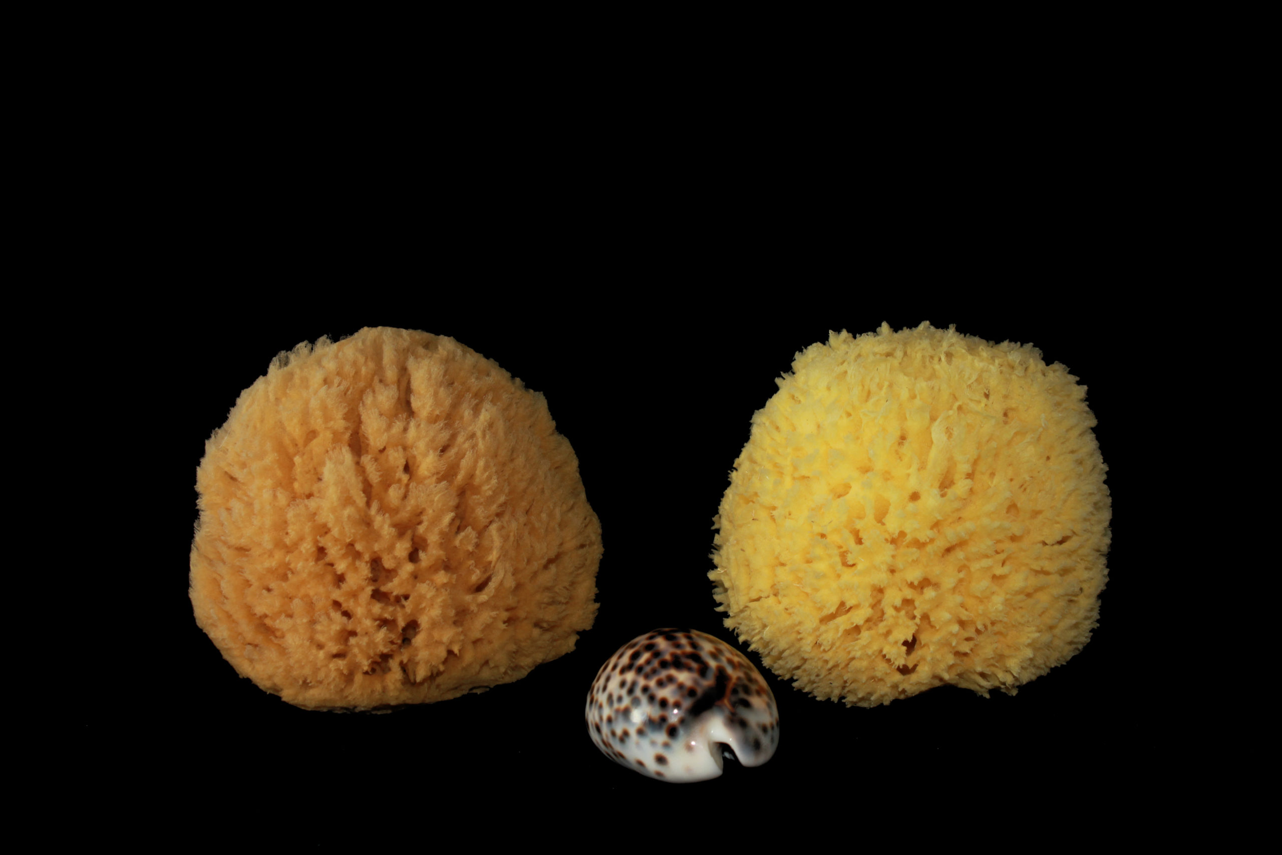 Rosenfeld natural sea sponge