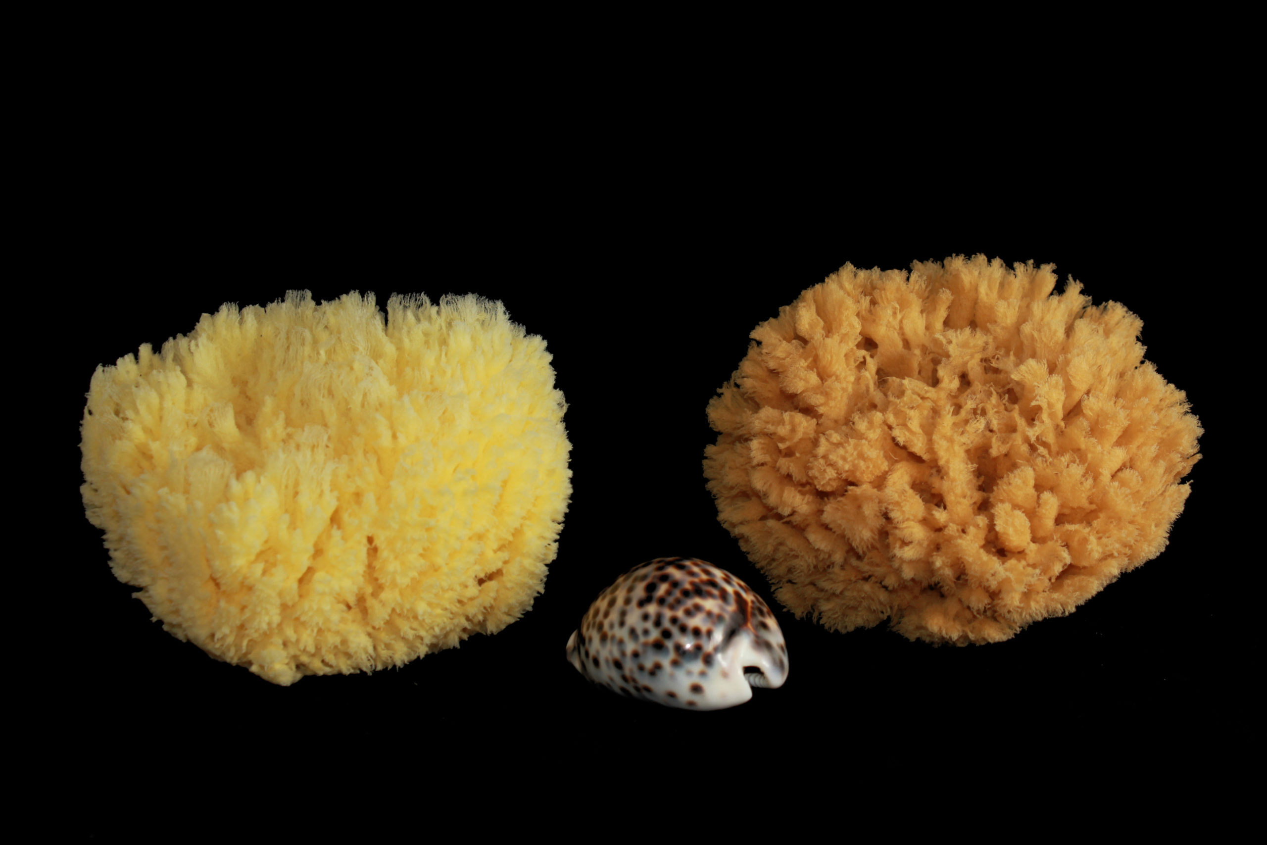 Rosenfeld natural sea sponge