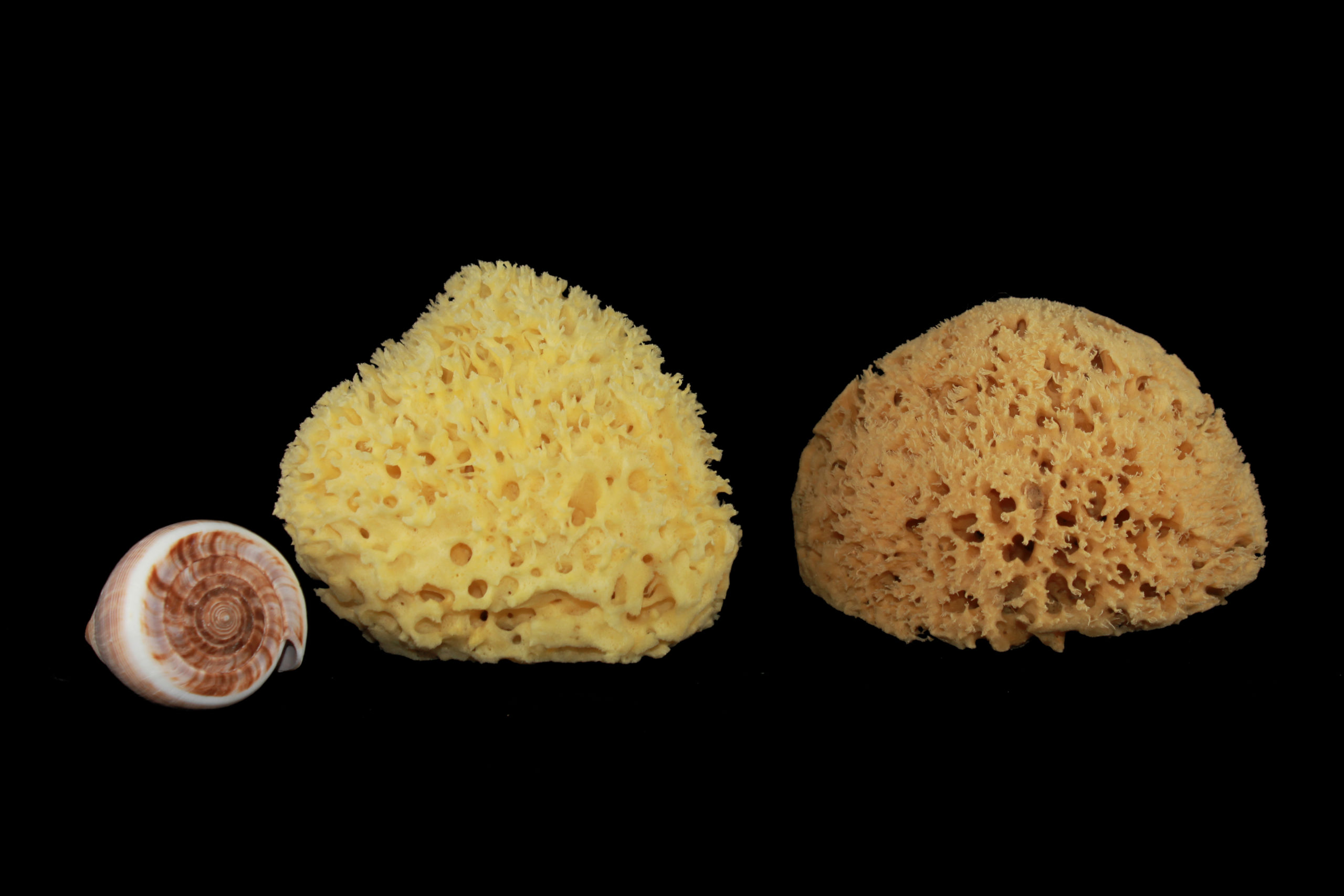 Rosenfeld natural sea sponge