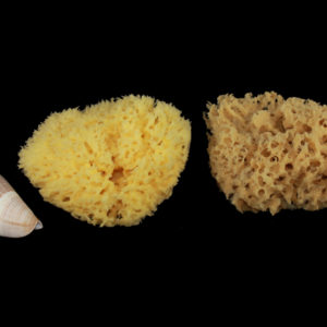 05-rosenfeld-sponge-bath-shower-bc