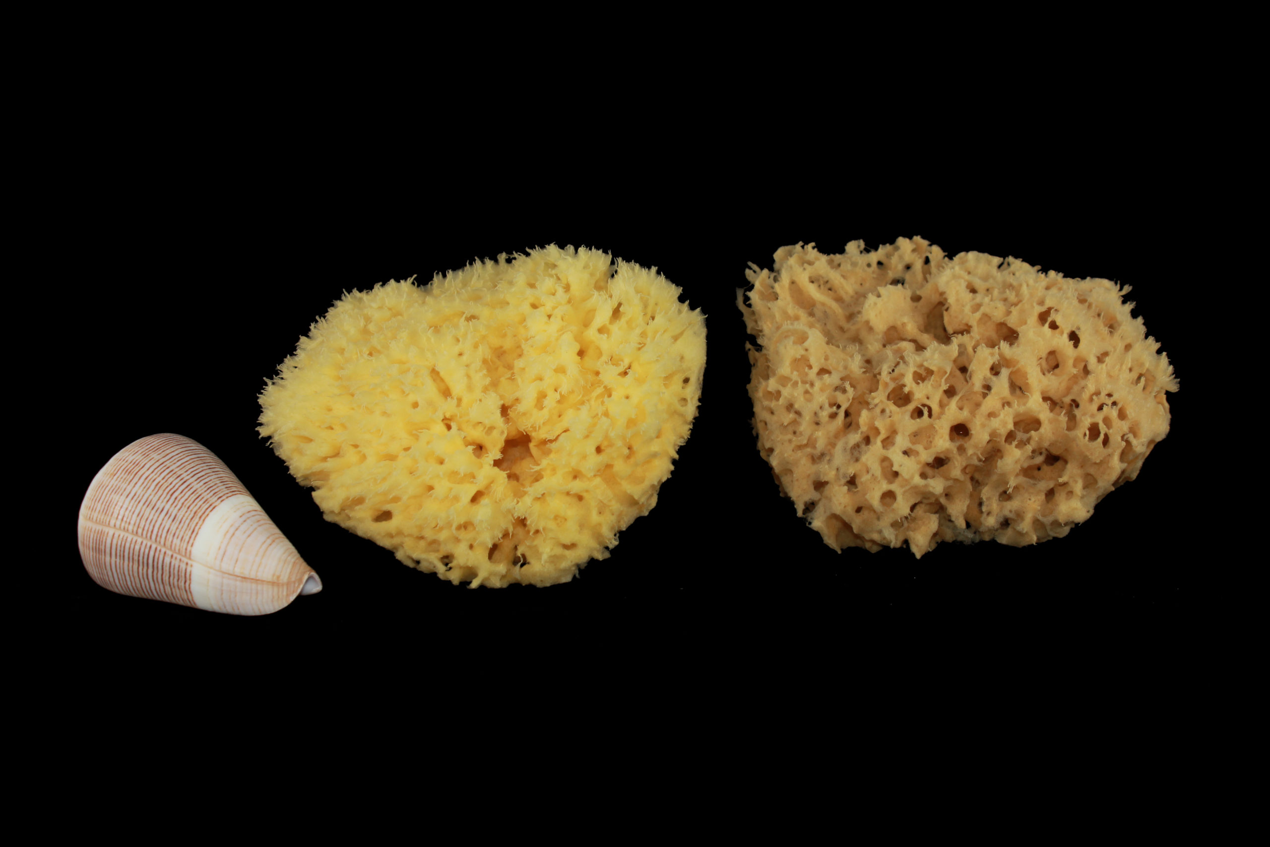 05-rosenfeld-sponge-bath-shower-bc