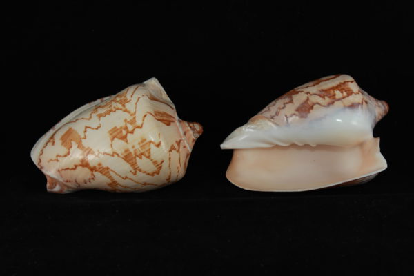 01-VOLUTA NOBILIS 01-VOLUTA NOBILIS