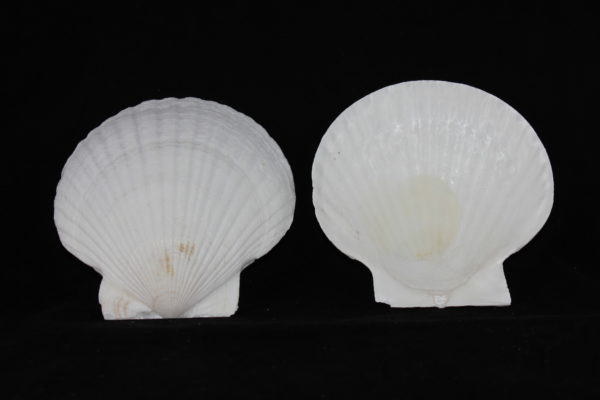 03-CAPASANTA GIAPPONESE